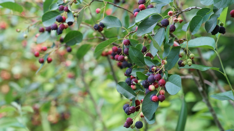 Purple, red, and yellow serviceberries on a branch with green leaves