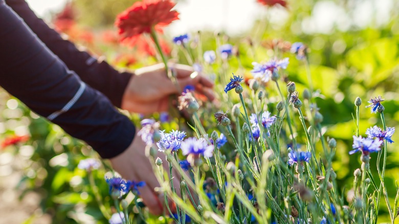 A gardener's hands picking red zinnias and blue bachelor's buttons