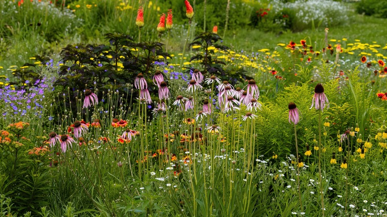 A native xeriscape garden featuring purple coneflowers and other U.S. native plant selections