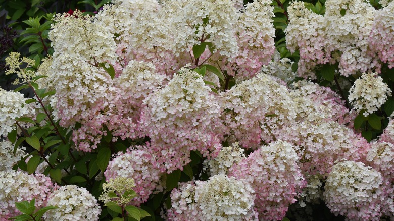 Cream white and pale pink hydrangeas with green foliage