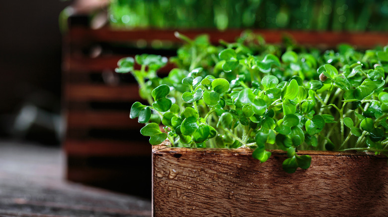 Mustard greens grow in a container.
