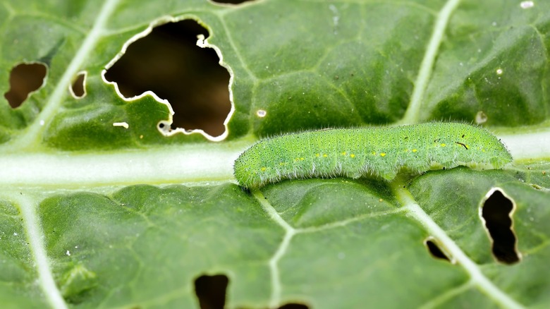 Cabbage worm climbs on a leaf of cabbage damaged by feeding.