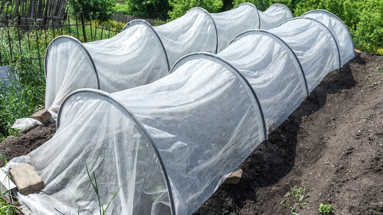 Row covers made of gauzy fabric and half hoops cover plants in the garden.