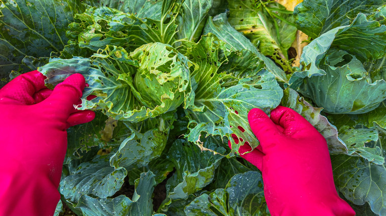 Red gloves hold damaged cabbage leaves.