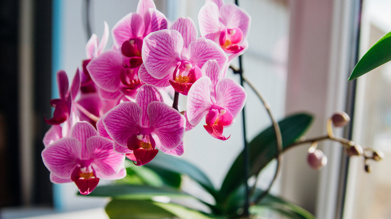 White and pink orchids with green leaves in a window