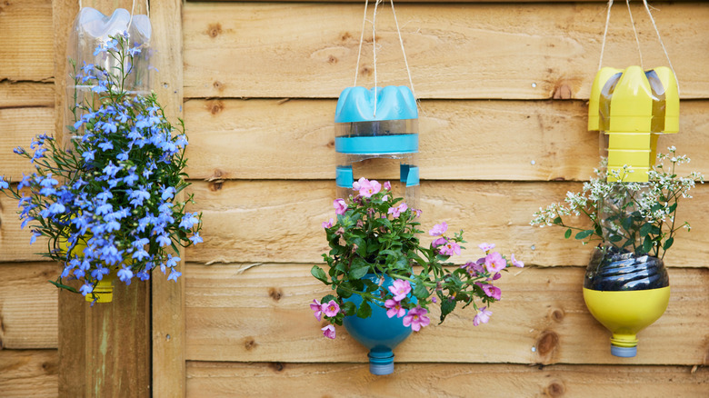 Three painted plastic bottles hang upside down and hold flowering plants.