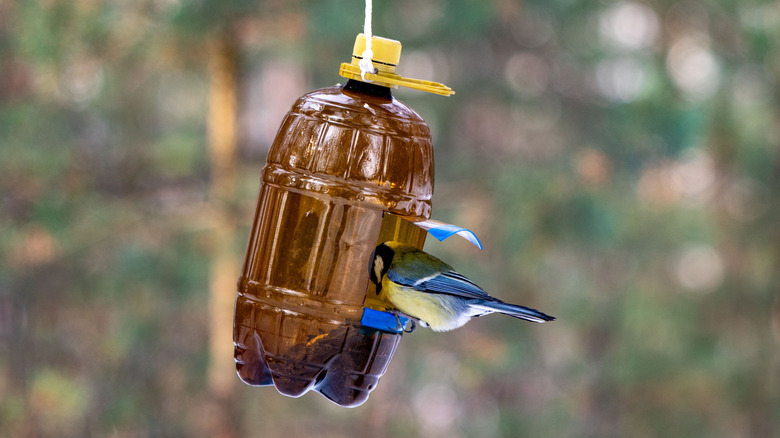 A blue bird feeds from a hanging brown plastic bottle.