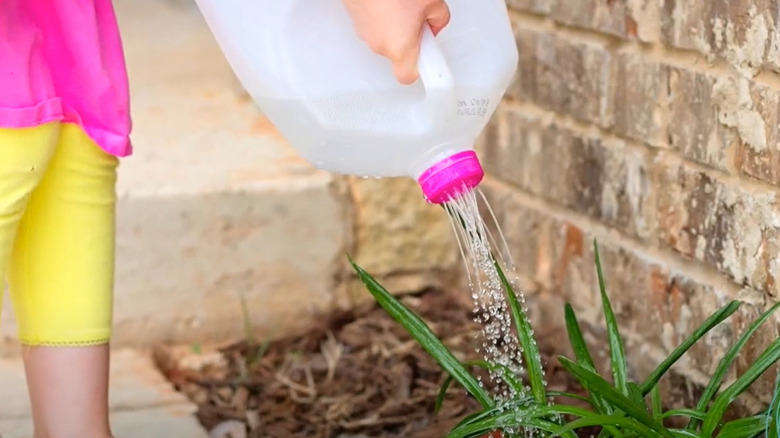 Little girl waters flowers using a recycled milk jug.
