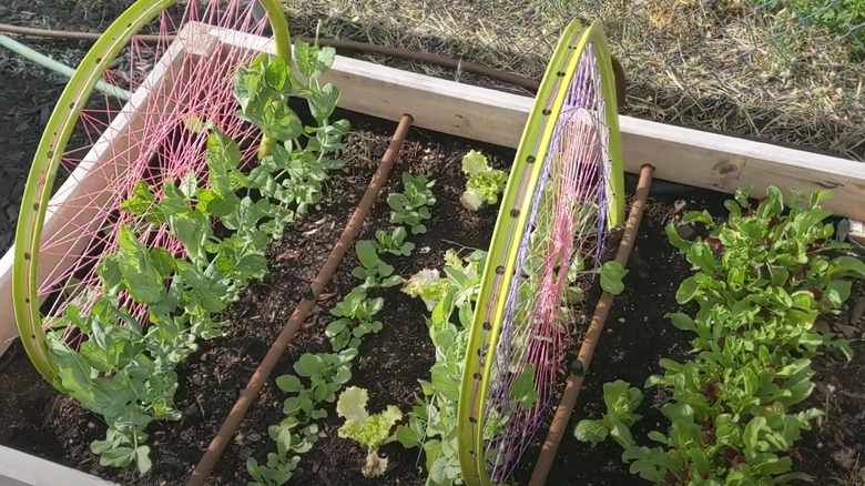 Bicycle wheels sit in the soil of a raised vegetable garden.