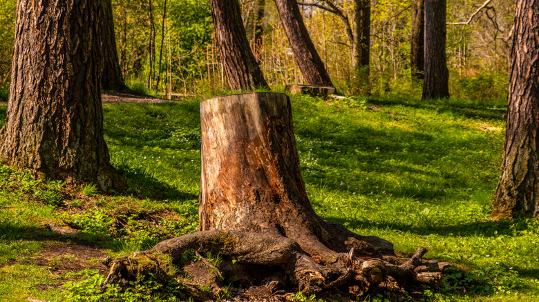 Several tree stumps sit lined in a row.
