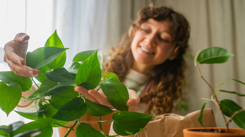A woman with curly brown hair smiles while she holds the leaves of a vining pothos plant with teardrop-shaped leaves.