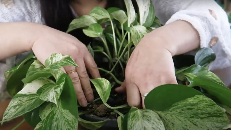 A woman with a white shirt uses a bobby pin to make her vining plant fuller.