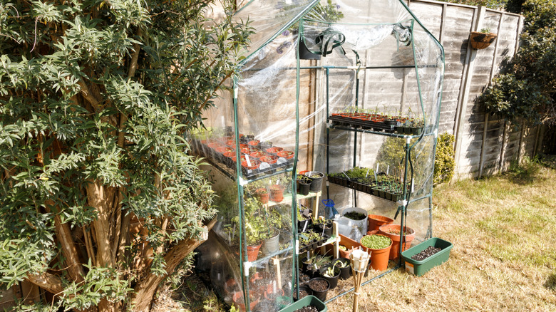 A small greenhouse sits near a fence in a backyard.