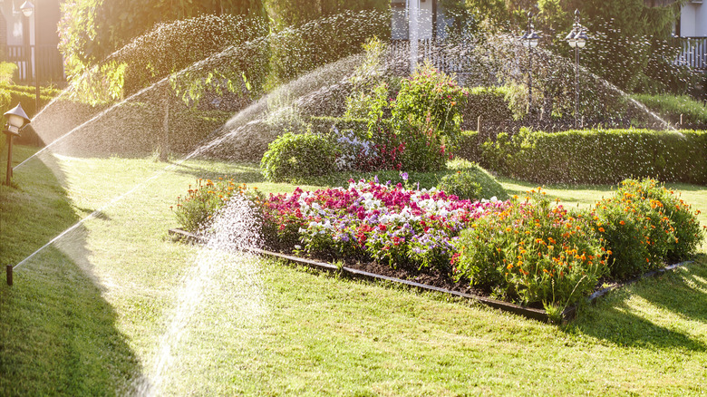 Automatic sprinklers water a garden.