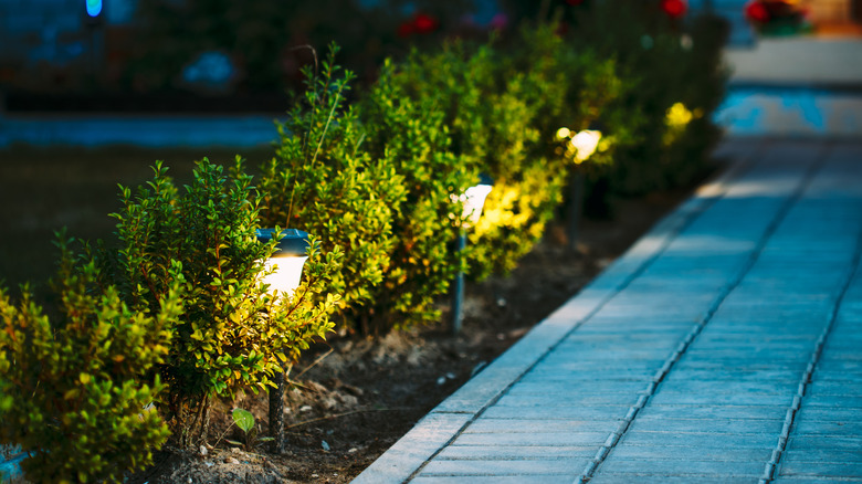 Solar powered stake lights in a row of hedges illuminate a path.