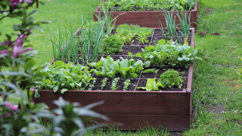 Vegetables grow in a raised garden bed.