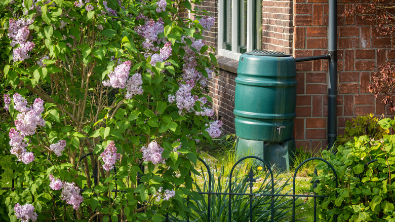 A rain barrel sits near a lilac bush.
