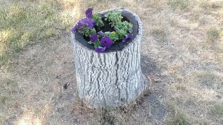 A tree stump has been transformed into a planter for flowers.