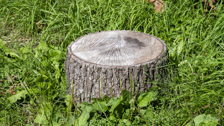 Close up of a tree stump sitting in a lawn.