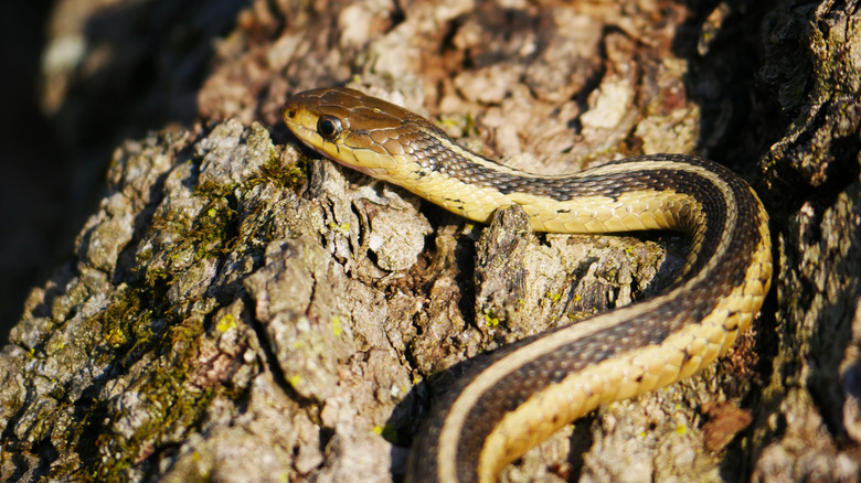 A snake slithers on the bark of a tree.