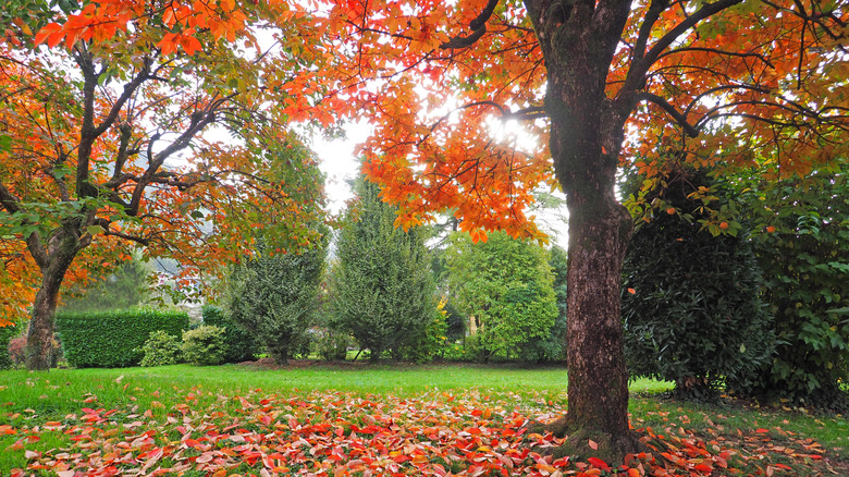Colorful autumn leaves on a tree begin to fall in the grass.