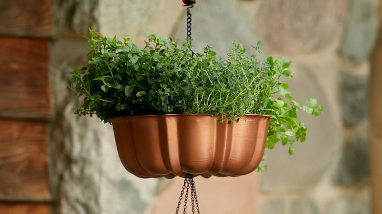 A Bundt pan is planted up with herbs and hangs outside on a patio.