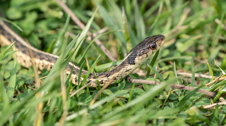A snake skimming through the grass