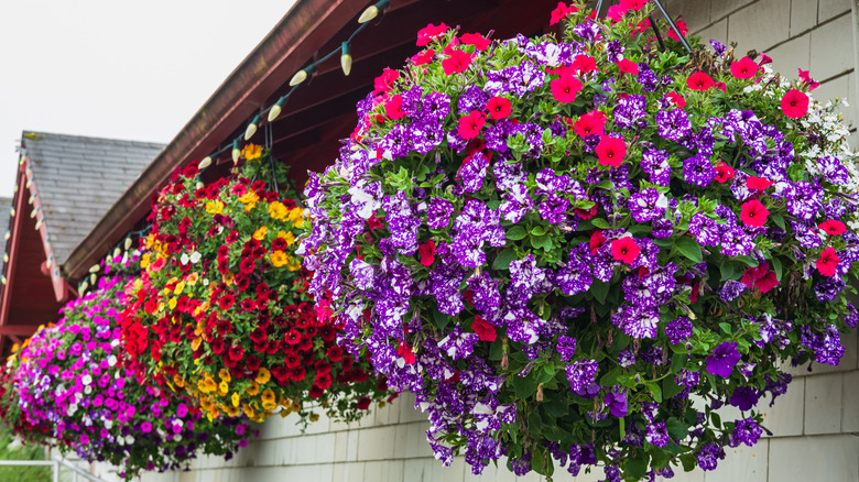 Baskets of flowers hang on a house