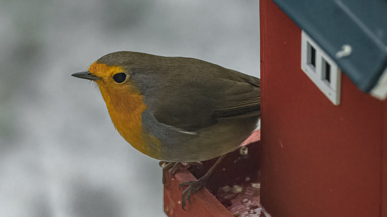 A gray and yellow bird sits outside a red birdhouse.