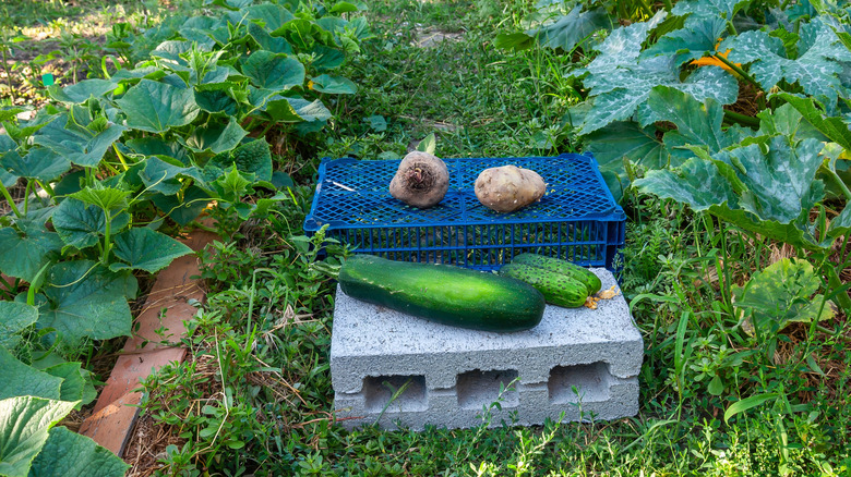 A  garden has a concrete block in the middle with zucchini on it.