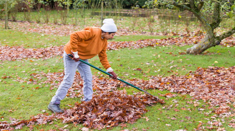 A person rakes leaves on their lawn.