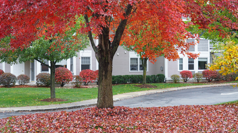 A maple tree blankets the ground with colorful leaves.