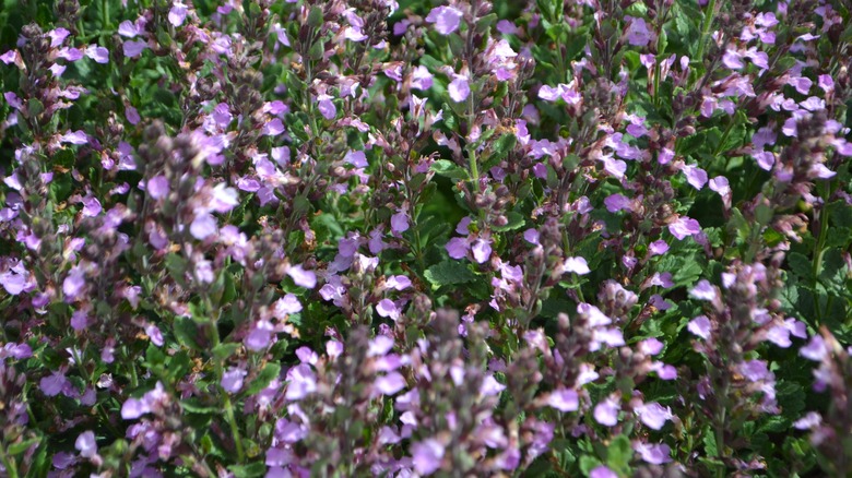 A close up of a purple blooming wall germander bush