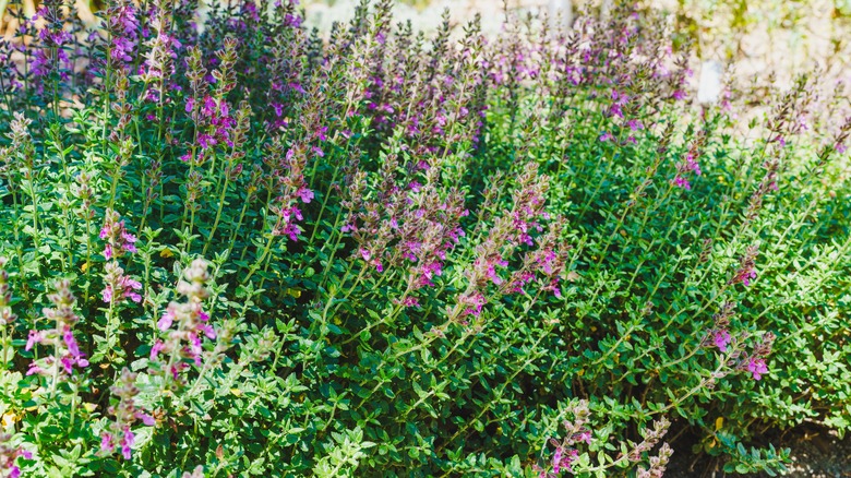 Several wall germander (Teucrium chamaedrys) bushes in bloom with purple flowers