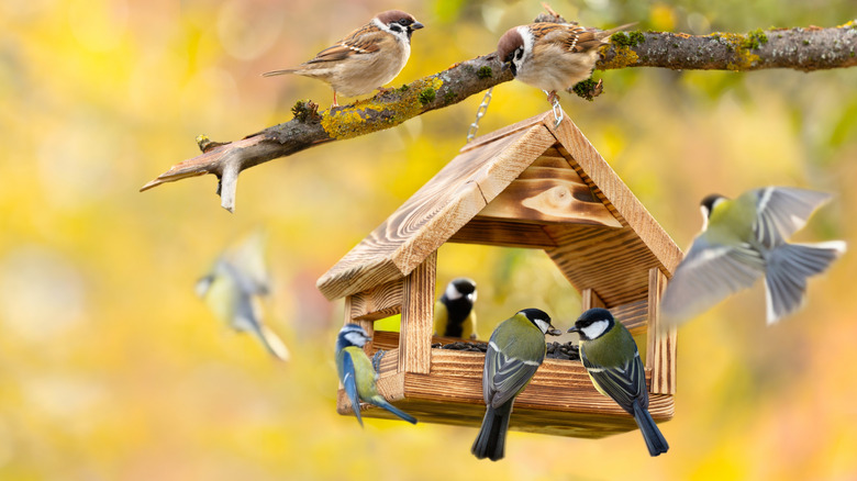 Multiple small birds sit on or near a wooden bird feeder hanging from a tree branch.