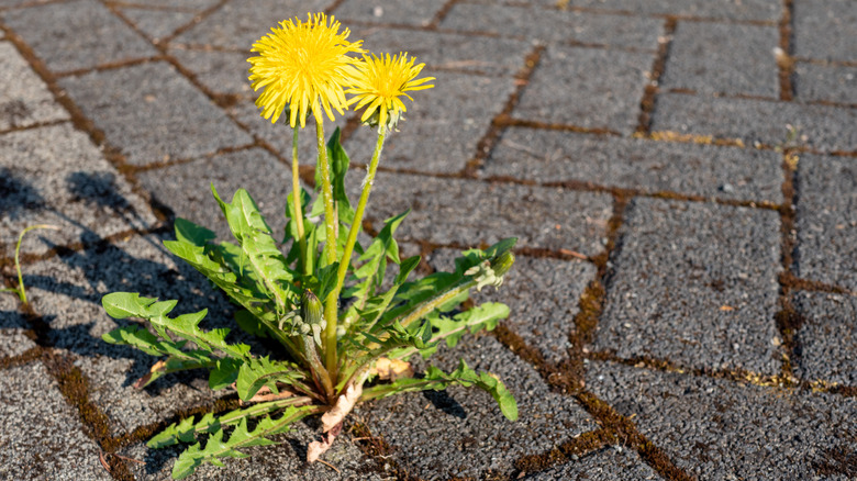 Dandelion flower grows between gray paver bricks.