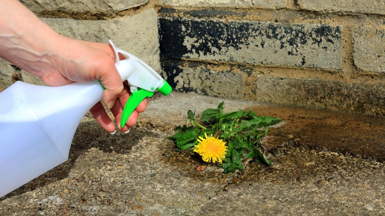 A person uses a spray bottle to spray a small weed growing in a crack.