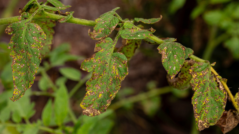 Tomato leaves are infected with brown splotches and yellow spots.