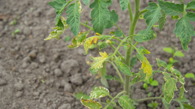 A close-up image of tomato leaves show yellowing, green veins, and dark brown splotches.