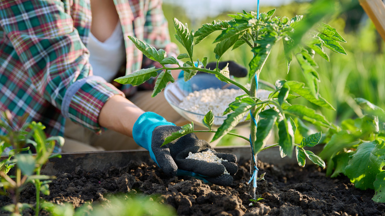 A woman is sprinkling granular fertilizer into the soil at the base of a small tomato plant.