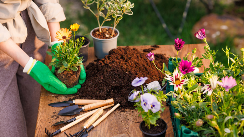A gardener has a work bench with various plants and gardening tools.