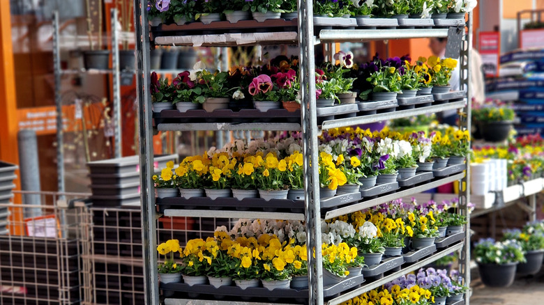 A large cart of plants is in a big box store.