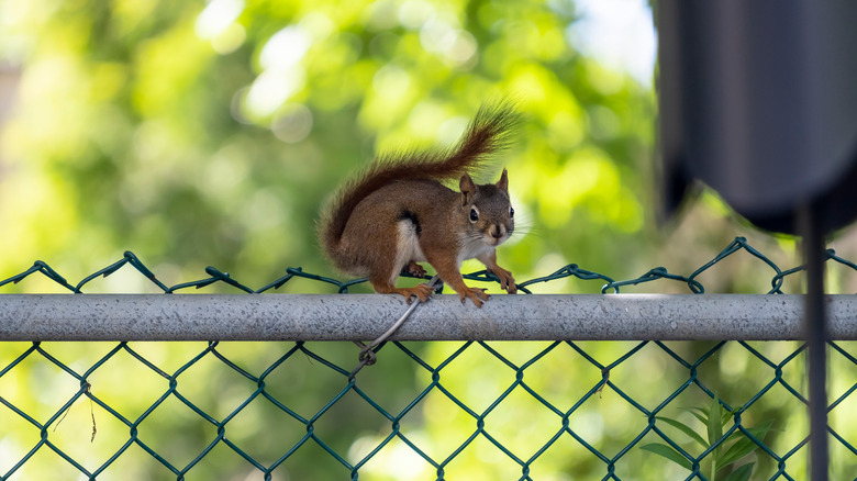 A squirrel sits on a fence.