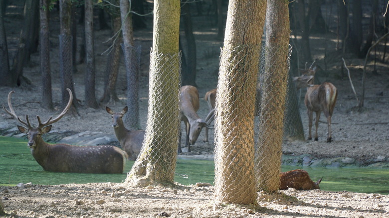 Deer rest near trees wrapped in metal mesh.