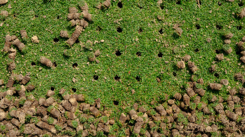 Core aeration plugs and holes in a short, green lawn.
