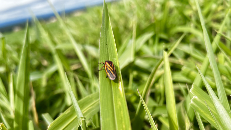 An adult spittlebug/froghopper on a blade of grass in a field