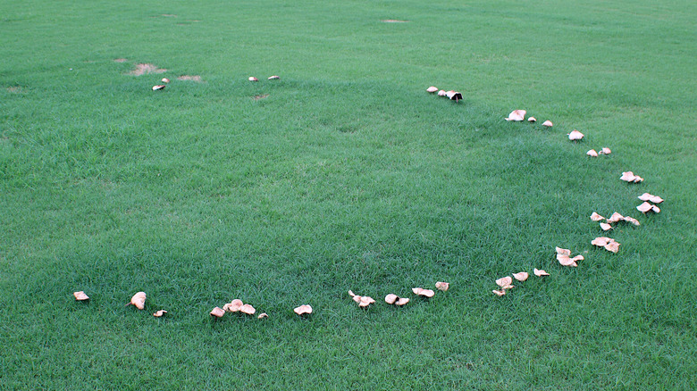 Mushrooms grow in a circle known as a fairy ring.