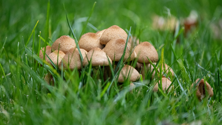A group of mushrooms grow in the middle of a lawn.