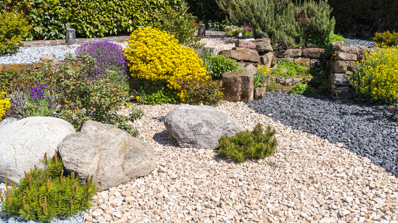A gravel garden flourishes with drought tolerant plants.