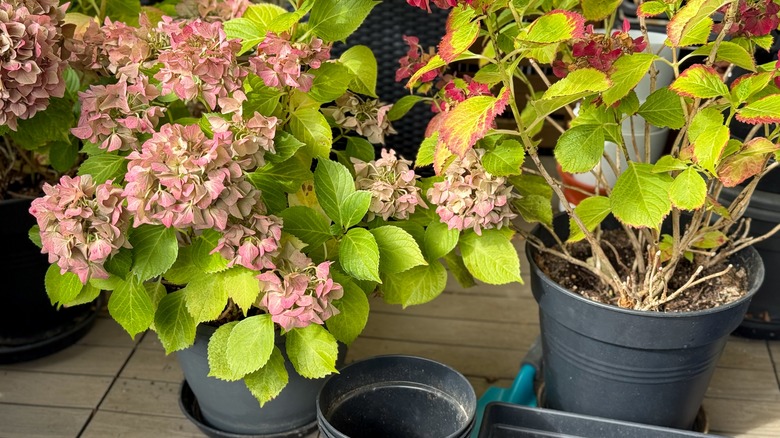 Potted hydrangeas sit on a balcony in winter.